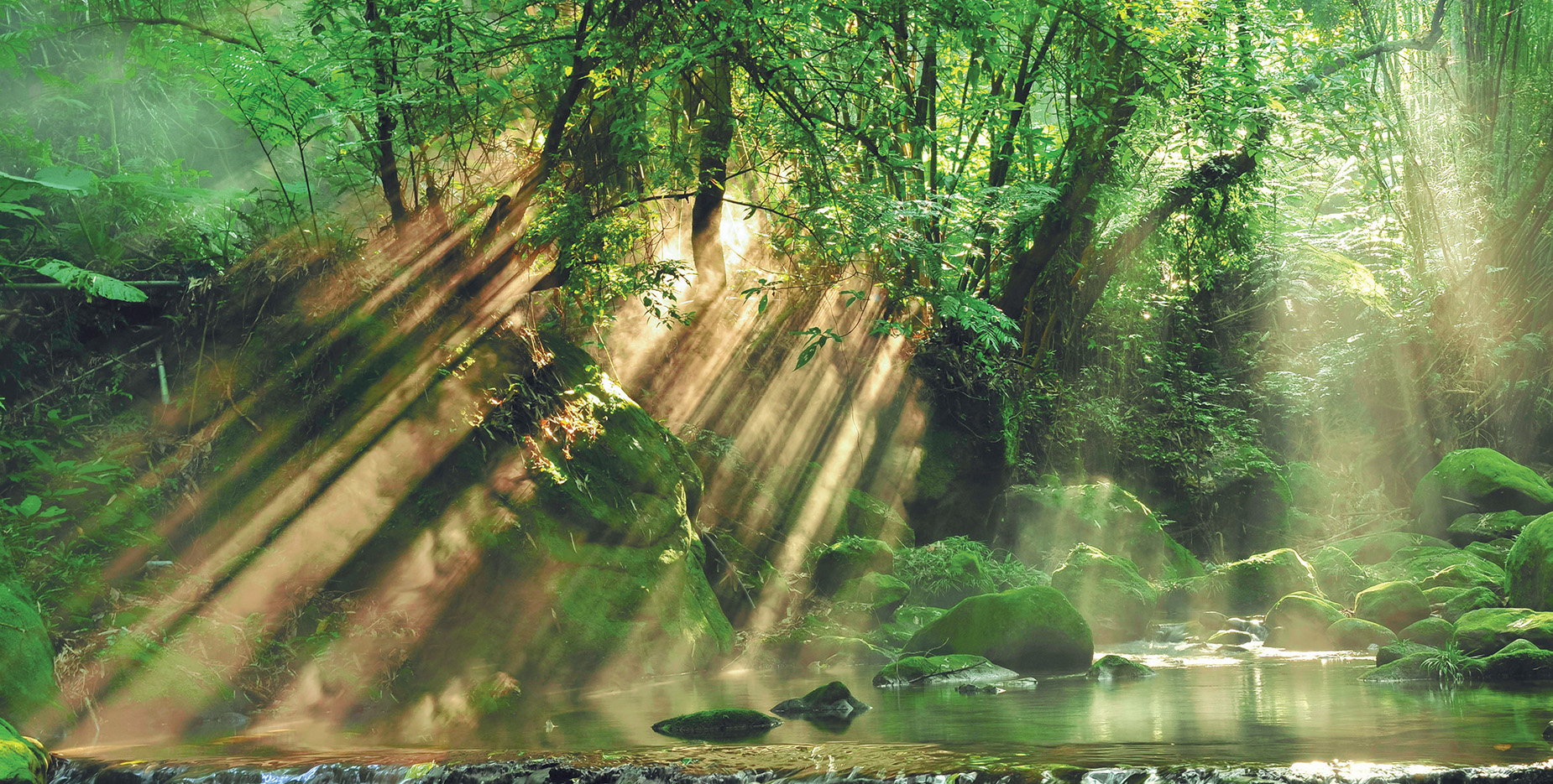 Sustainablity Forest